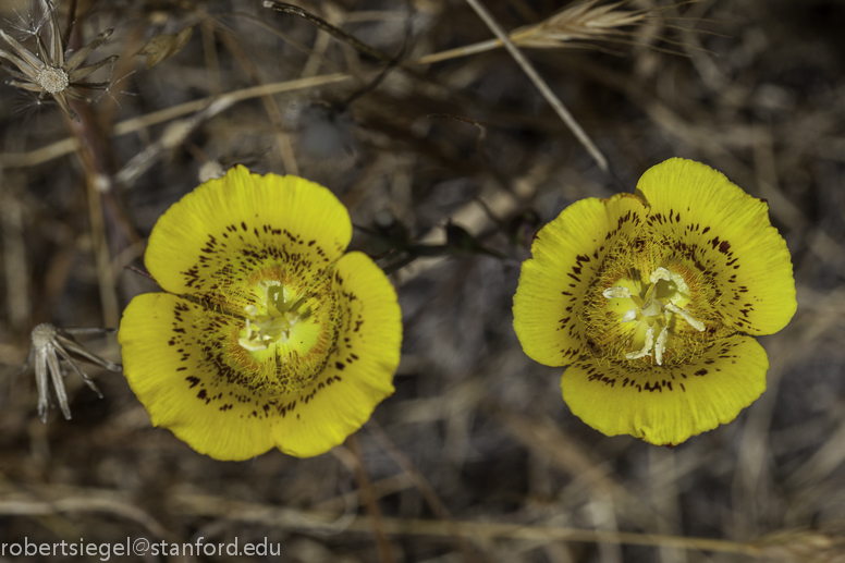 calochortus